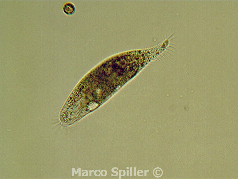 Uroleptus o Paruroleptus